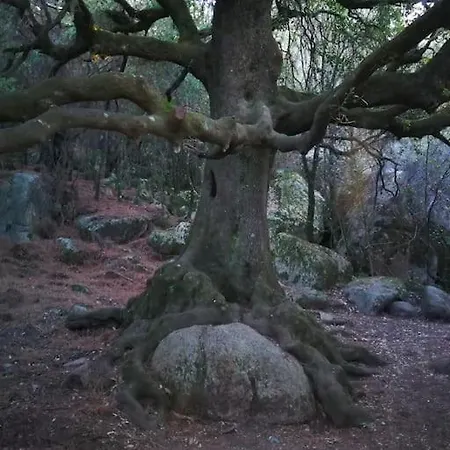 Maison En Corse Monacia-d'Aullene